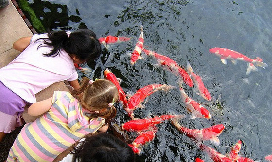 Thiết kế hồ cá Koi, thi công hồ cá Koi, thiet ke ho ca koi, thi cong ho ca koi, thiết kế hồ Koi, thiet ke ho Koi, thi công hồ Koi, thi cong ho Koi, thiết kế sân vườn, thiet ke san vuon, thi công sân vườn, thi cong san vuon, sân vườn với hồ Koi, Koi pond garden